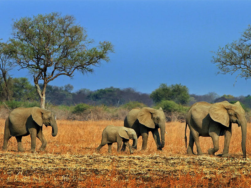 南卢安瓜国家公园｜South Luangwa National Park 野奢圣地