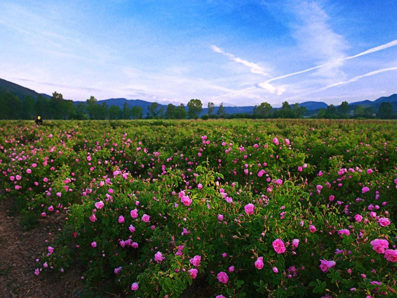 卡赞勒克玫瑰谷｜Rose Valley of Kazanlak 世遗